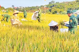 Cán bộ, chiến sĩ Đồn Biên phòng Đắk Dang hỗ trợ đồng bào bon Đắk Huýt, xã Quảng Trực (Lâm Đồng) thu hoạch lúa.