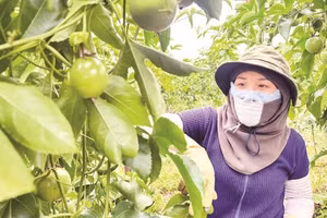 Người dân thu hoạch chanh dây tại vùng nguyên liệu ở phía tây tỉnh Quảng Ngãi.
