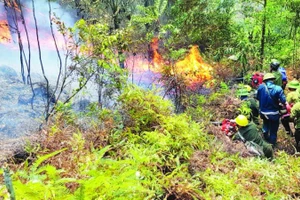 Lực lượng chức năng nỗ lực dập cháy thực bì dưới tán rừng ở Thanh Hóa.