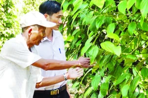 Mô hình trồng tiêu hiệu quả ở huyện Tiên Phước, tỉnh Quảng Nam (cũ).