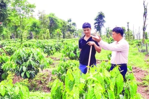 Cán bộ Ngân hàng Chính sách xã hội Cư M’gar hướng dẫn anh Trần Văn Bàng ở thôn 2, xã Cư M’gar chăm sóc vườn cà-phê.