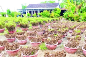 Vườn hoa cúc tại nhà ông Nguyễn Văn Tạo, tổ dân phố Phú Thạnh , phường Hòa Thắng bị ngập sâu trong nước nhiều ngày.