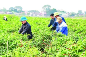 Liên kết sản xuất, tiêu thụ ớt tại xã Yên Phú.