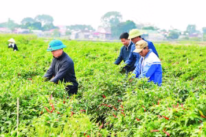Liên kết sản xuất, tiêu thụ ớt tại xã Yên Phú.