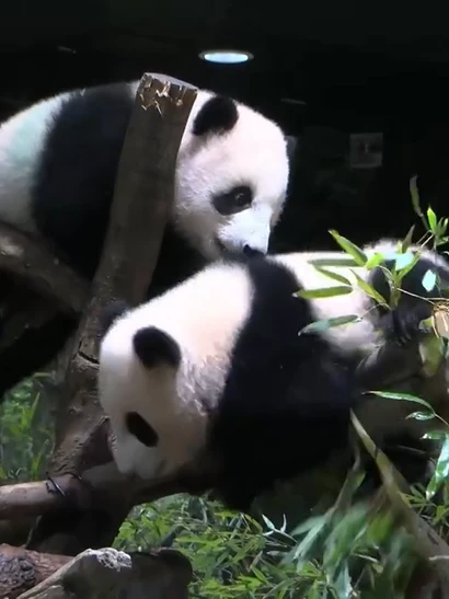 [Video] Người dân Nhật Bản tiếc nuối khi cặp gấu trúc cuối cùng về Trung Quốc 