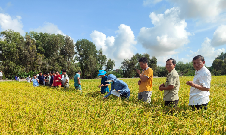 Nông dân Đồng bằng sông Cửu Long áp dụng thực hành canh tác bền vững nhằm đáp ứng yêu cầu của các thị trường xuất khẩu cao cấp khi tham gia dự án Chuỗi giá trị lúa gạo bền vững tại vùng do ACIAR và SunRice đồng đầu tư giai đoạn 2022-2025. (Ảnh: Đại sứ quán Australia)