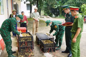 Các lực lượng chức năng kiểm đếm số lượng gia cầm nhập lậu bị bắt giữ. (Ảnh: Lý Nhất)