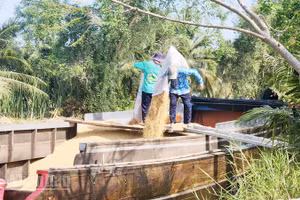 Nông dân xã Hòn Đất, tỉnh An Giang bán lúa cho thương lái.
