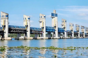 Cống Cái Lớn chủ động vận hành phục vụ sản xuất và sinh hoạt của người dân.