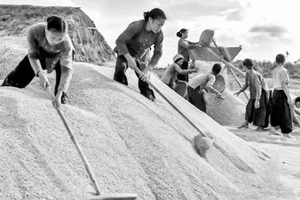 Những cô gái ba đảm đang quạt thóc vàng gửi ra tiền tuyến ở Vũ Thư, Thái Bình, năm 1967. (Ảnh: Mầu Hoàng Thiết)