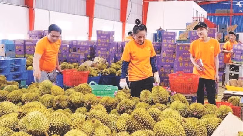 Phân loại sầu riêng để xuất khẩu.