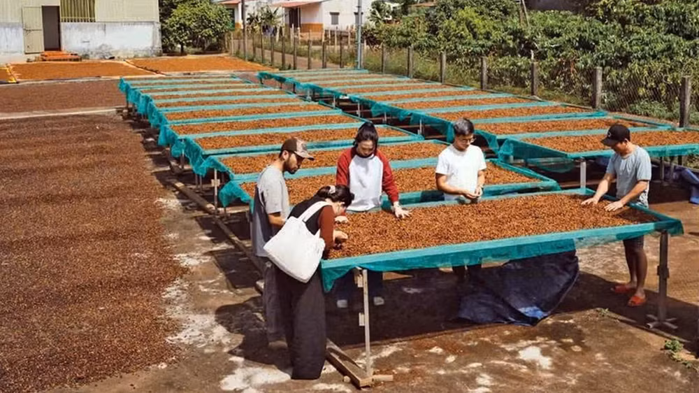 Du khách tìm hiểu quy trình sản xuất cà-phê honey tại một trang trại cà-phê.