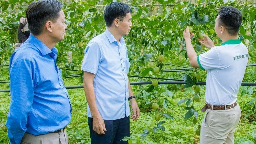 Lạnh đạo Trung tâm Khuyến nông Quốc gia thăm một mô hình trồng chanh leo ở xã Ea Kar, tỉnh Đắk Lắk.