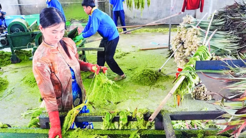 Lá khóm sau khi được làm dập sẽ đưa ra máy để ép, đánh sợi.