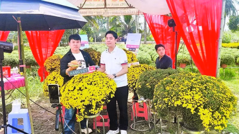 Người dân được hỗ trợ bán cúc mâm xôi ra hoa sớm.