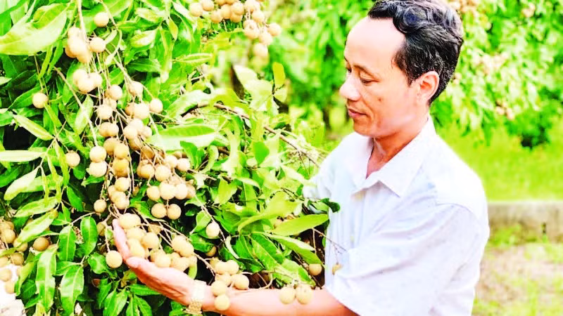 Gia đình anh Phạm Đức Long, xã Khoái Châu trồng và chăm sóc nhãn theo quy trình VietGAP.