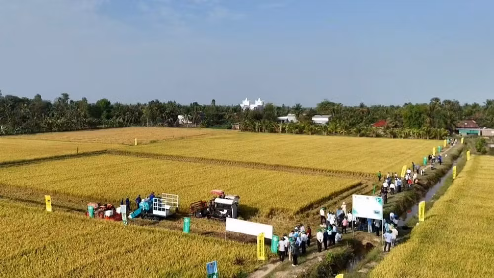 Tây Ninh tổ chức trình diễn chia sẻ kinh nghiệm với các tỉnh về hiệu quả của mô hình trong Đề án phát triển bền vững 1 triệu ha lúa chất lượng cao, phát thải thấp gắn với tăng trưởng xanh vùng Đồng bằng sông Cửu Long đến năm 2030 tại Hợp tác xã Nông nghiệp Gò Gòn (xã Vĩnh Thạnh).