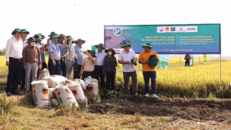 Viện Nghiên cứu Lúa gạo Quốc tế phối hợp Sở Nông nghiệp và môi trường tỉnh Tây Ninh và Hiệp hội Ngành hàng Lúa gạo Việt Nam tổ chức trình diễn công nghệ vào chuỗi giá trị 1 triệu ha lúa gạo chất lượng cao, phát thải thấp tại Hợp tác xã Nông nghiệp Gò Gòn, xã Vĩnh Thạnh. 