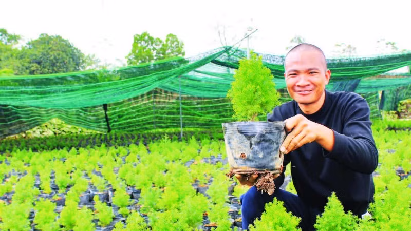 Anh Trần Văn Hòa (xã Hữu Lũng) chăm sóc cây giống hoàng đàn tuyết.