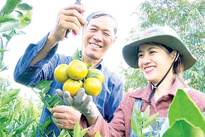 Nhiều mô hình trồng cây ăn quả đã tạo được chỗ đứng vững chắc trên thị trường, mang lại hiệu quả kinh tế cao.