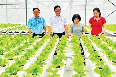 Khu Nông nghiệp công nghệ cao Thành phố Hồ Chí Minh góp phần hỗ trợ bà con nhiều giống cây trồng và công nghệ mới phục vụ cho nông nghiệp đô thị.