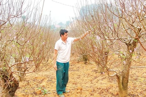 Người dân xã Xuân Quang chăm sóc đào Tết.