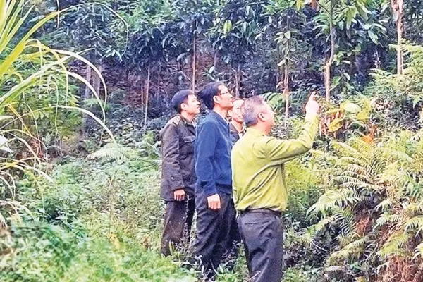 Cán bộ kiểm lâm kiểm tra diện tích trồng quế. (Ảnh HỒNG KHANH)