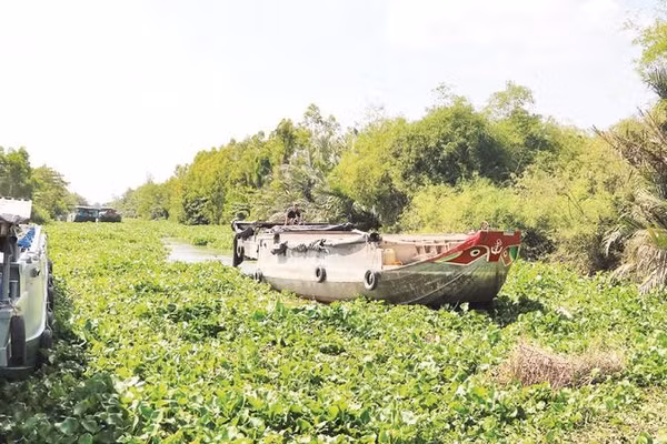 Phương tiện giao thông thủy di chuyển khó khăn do tuyến kênh 3/2, xã Long Hiệp, tỉnh Vĩnh Long dày đặc lục bình.