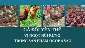 Gà đồi Yên Thế: Vị ngọt núi rừng trong sản phẩm OCOP 4 sao