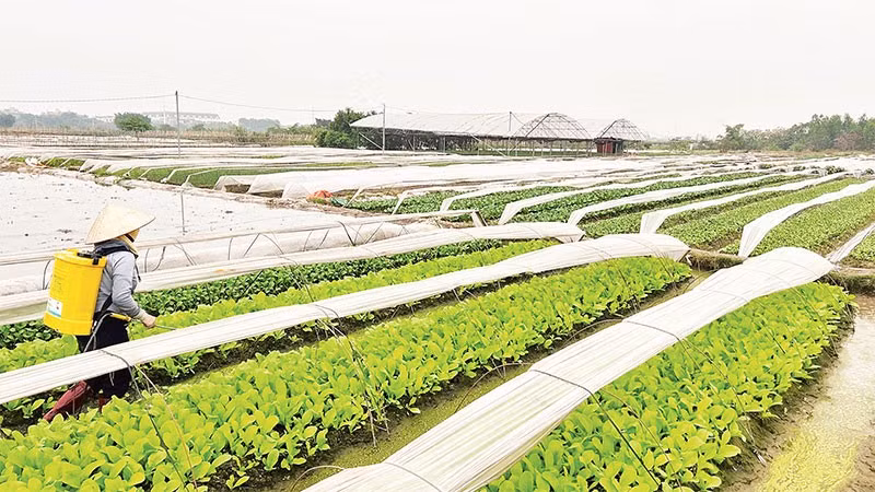 Người dân chăm bón những luống rau để kịp cung cấp ra thị trường dịp Tết Nguyên đán 2026.