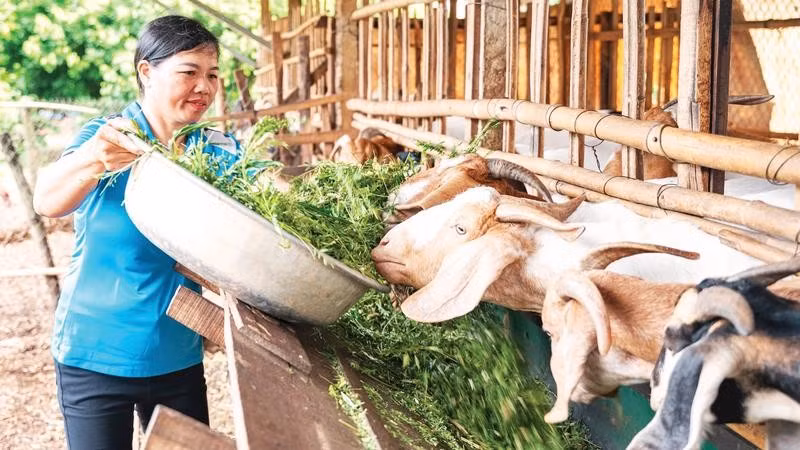 Được sự hỗ trợ từ các mô hình đa dạng hóa sinh kế, nhiều phụ nữ ở Đắk Lắk đã phát triển chăn nuôi, vươn lên thoát nghèo.