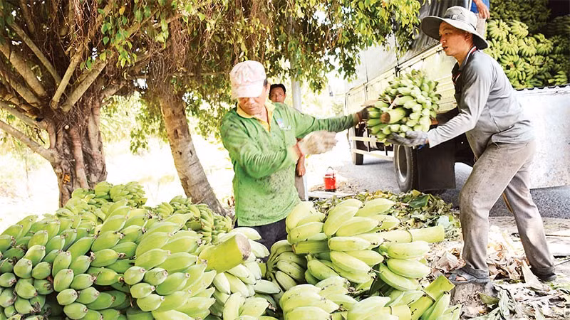 Thu hoạch chuối ở xã U Minh Thượng.