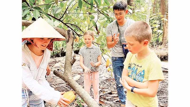 Khách du lịch tham quan vườn ca cao tại tỉnh Vĩnh Long.