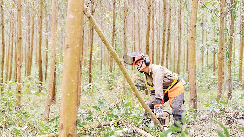 Các chủ rừng áp dụng kỹ thuật lâm sinh tiên tiến như tỉa thưa sớm, trồng xen cây bản địa và quản lý theo chu kỳ dài để nâng cao chất lượng rừng.