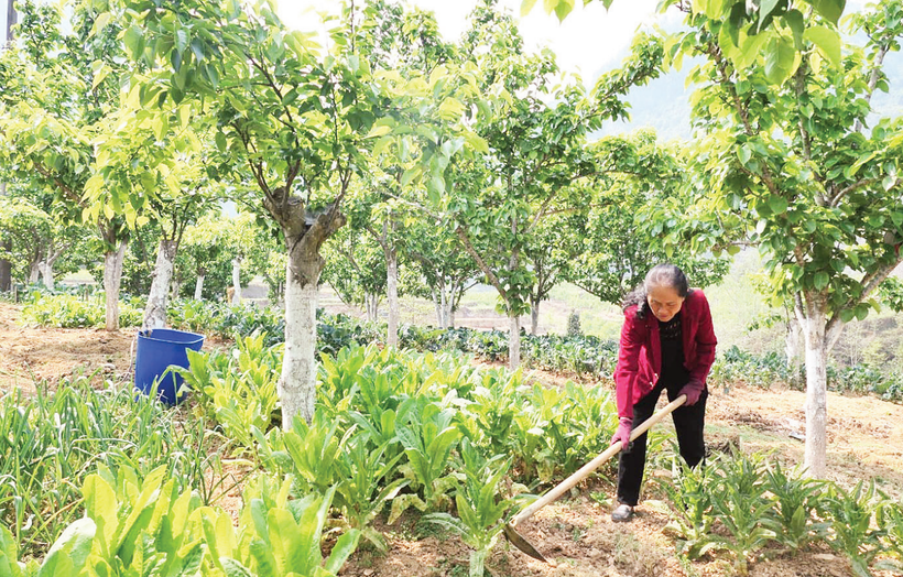 Từ các phong trào thi đua, nhiều nông dân vùng cao thoát nghèo từ các mô hình kinh tế hiệu quả. Trong ảnh: Mô hình trồng rau dưới tán cây ăn quả cho thu nhập cao của gia đình bà Trương Thị Sến ở khu phố 2, xã Phố Bảng, tỉnh Tuyên Quang.