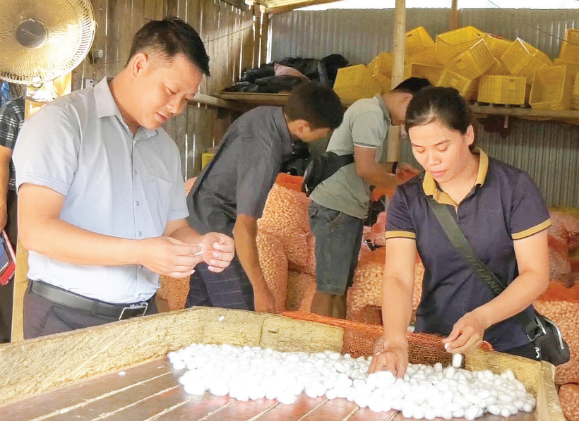 Hợp tác xã Nông nghiệp 118 bao tiêu, thu mua sản phẩm kén tằm của nông dân các xã miền tây tỉnh Cao Bằng.