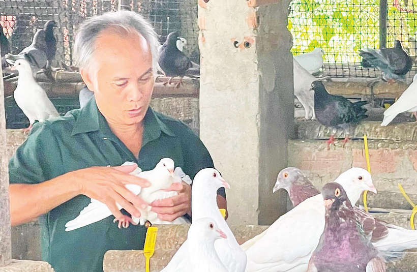 Ông Phạm Quốc Hải kiểm tra chất lượng giống đàn bồ câu của gia đình.