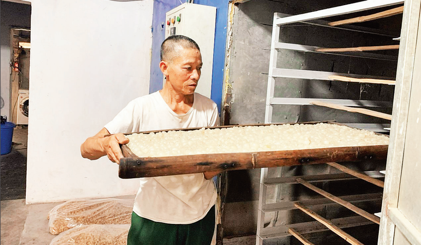 Đưa nhãn đã xoáy bỏ hạt vào lò để sấy thành long nhãn.