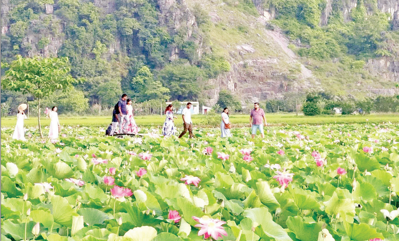 Đầm sen Hang Múa (Ninh Bình) thu hút đông đảo du khách trong nước và quốc tế đến tham quan.