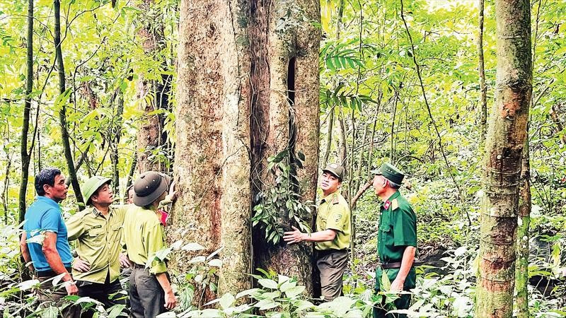 Thời gian qua, nhờ thực hiện hiệu quả công tác phòng chống cháy rừng, rừng tự nhiên ở xã Việt Hồng, tỉnh Lào Cai phát triển tốt.