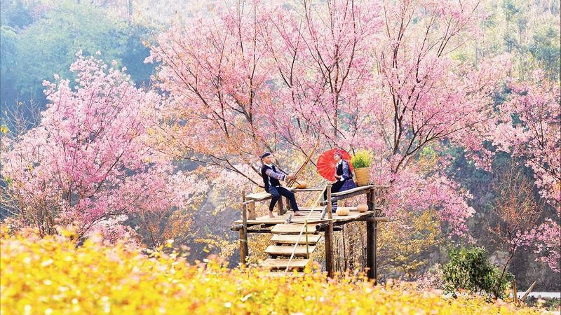 Vào mùa hoa tớ dày, Mù Cang Chải đón khoảng 60.000 - 80.000 lượt khách mỗi tháng.