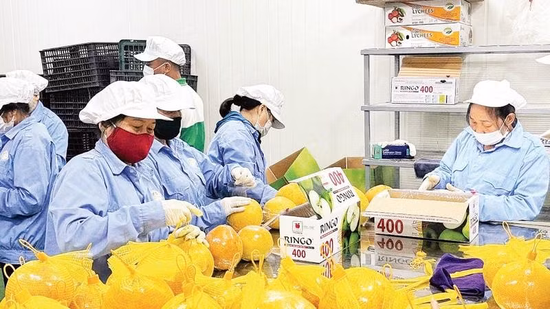 Đóng túi bưởi đỏ Tân Lạc trước khi xuất khẩu.