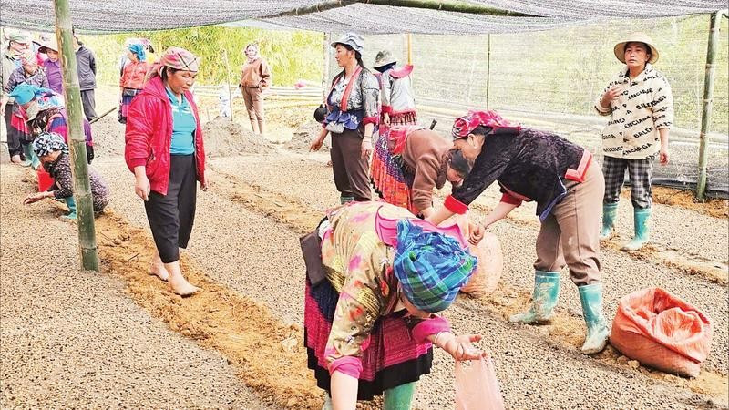Người dân thôn Tủa Thàng đi gieo ươm hạt cà-phê.