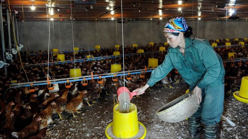 Trang trại chăn nuôi gà thịt tại xã Kiều Phú. (Ảnh ĐĂNG ANH)