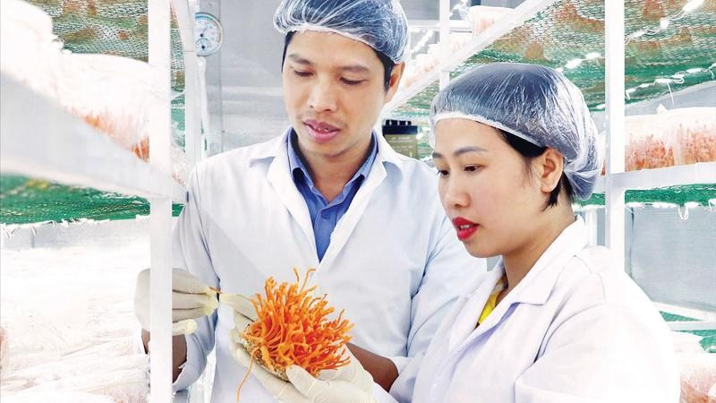Nuôi cấy dược liệu đông trùng hạ thảo tại một doanh nghiệp ở Lâm Đồng.