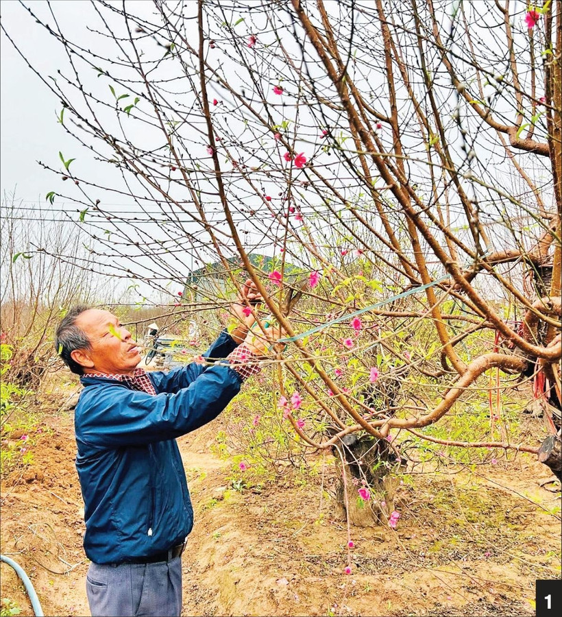 Những cây đào Nhật Tân luôn được khách đến xem và mua “tại vườn”.