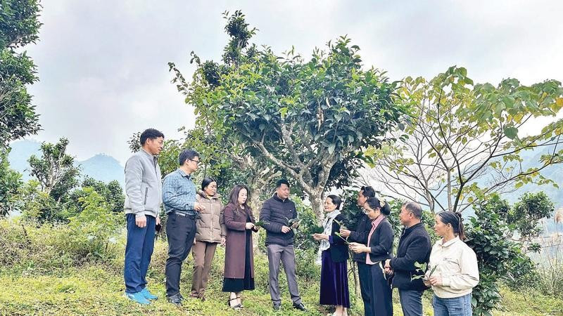 Lãnh đạo thôn Phiêng Phung trao đổi kinh nghiệm phát triển cây chè Shan tuyết với các thôn lân cận.