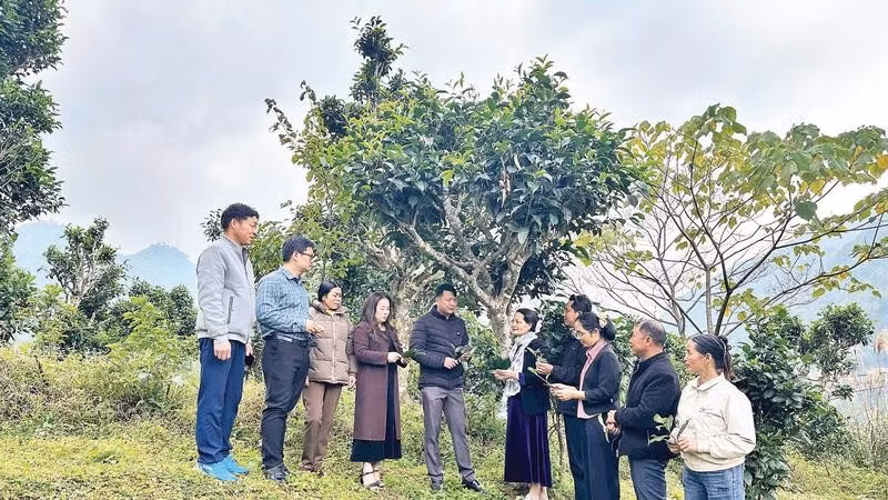 Lãnh đạo thôn Phiêng Phung trao đổi kinh nghiệm phát triển cây chè Shan tuyết với các thôn lân cận.