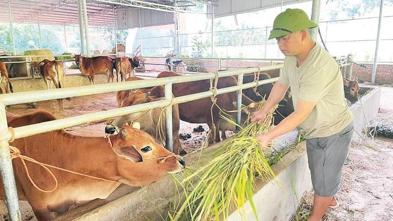 Anh Giàng Văn Tiến chăm sóc đàn bò.