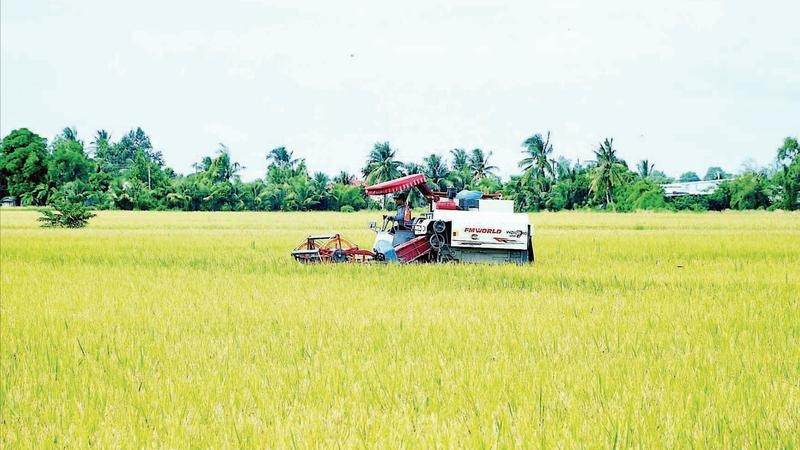 Liên kết sản xuất từ đầu vào đến khi thu hoạch là giải pháp căn cơ giúp nhà nông vùng ngọt Cà Mau giảm thiểu rủi ro, bảo vệ thành quả sản xuất.